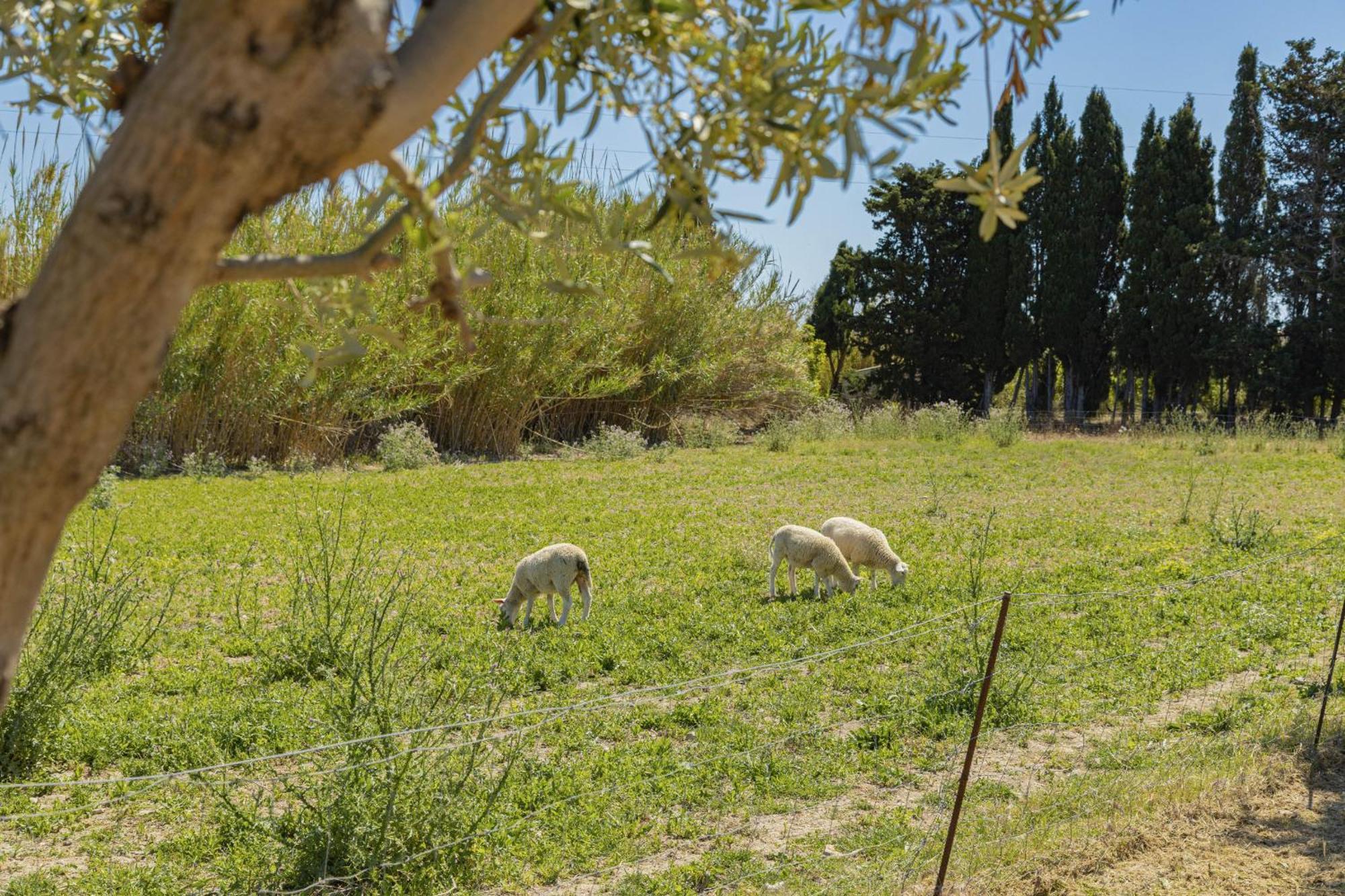 Villa Can Gosp / Sa Caseta D'En Mateu Alcudia  Exteriör bild
